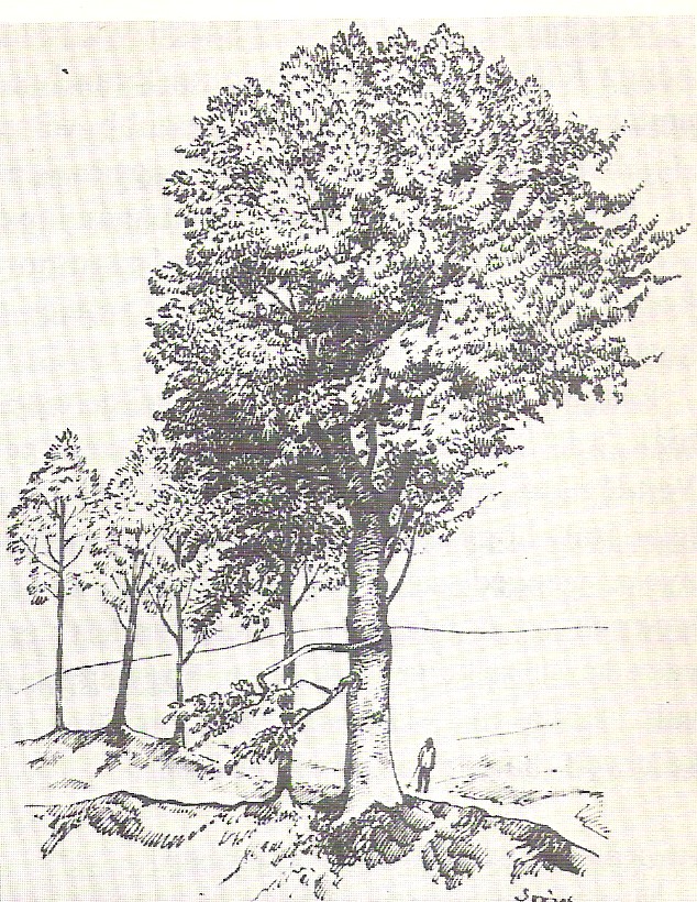 A kisaszondi Csokonai-bükkfa 1912-ben. A hagyomány szerint alatta írta Csokonai A magányossághoz című versét